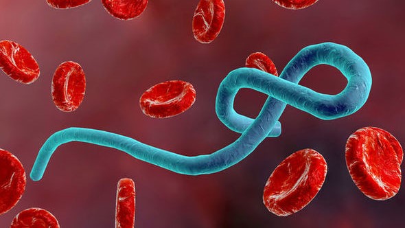 WHO kéo dài tình trạng khẩn cấp quốc tế đối với dịch Ebola