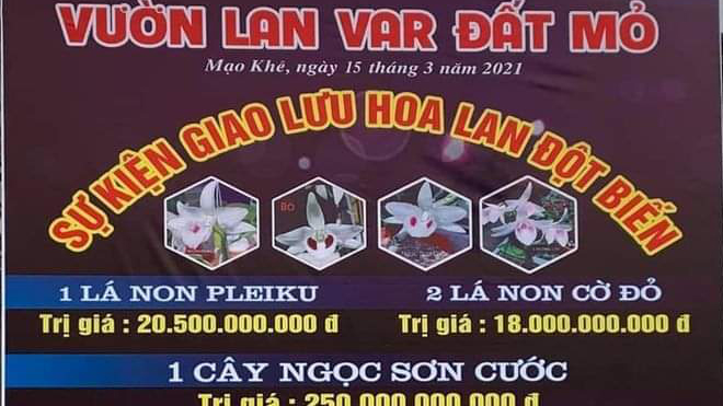 Hà Nội khẩn trương điều tra vụ việc chủ vườn lan 'ôm' tiền tỷ bỏ trốn