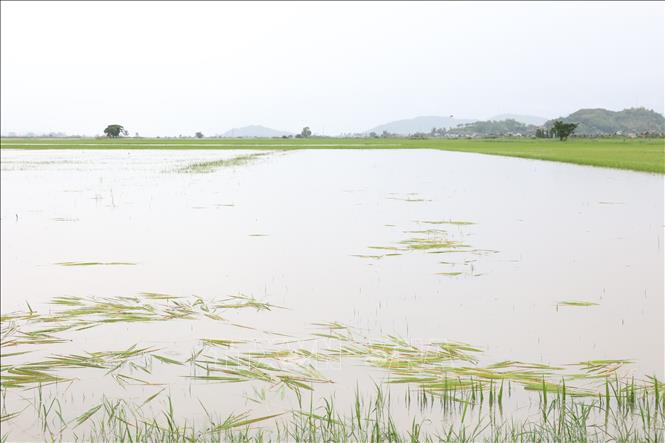 Đắk Lắk: Mưa lớn gây ngập gần 670 ha lúa Hè Thu, hai người bị lũ cuốn trôi