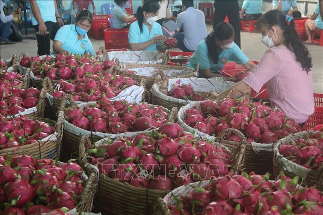 Thanh long ở Tiền Giang tăng giá trở lại