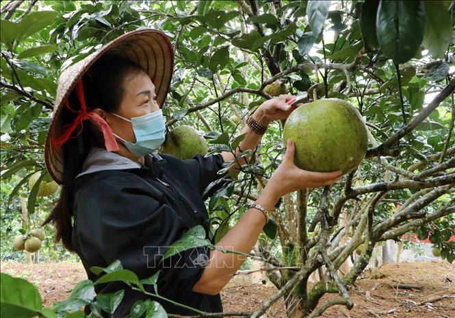 Mô hình làm làm kinh tế giỏi của phụ nữ Lai Châu