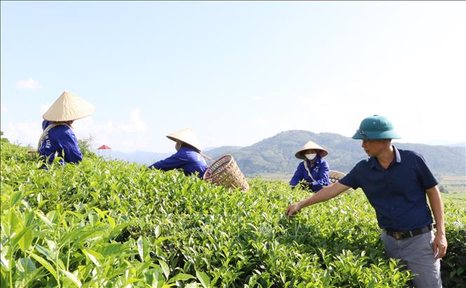 Gương Nông dân Việt Nam xuất sắc: Bén duyên với cây chè trên vùng đất Tân Uyên