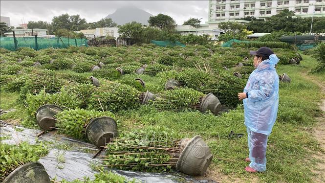 Phú Yên đề nghị Trung ương hỗ trợ khắc phục hậu quả thiên tai