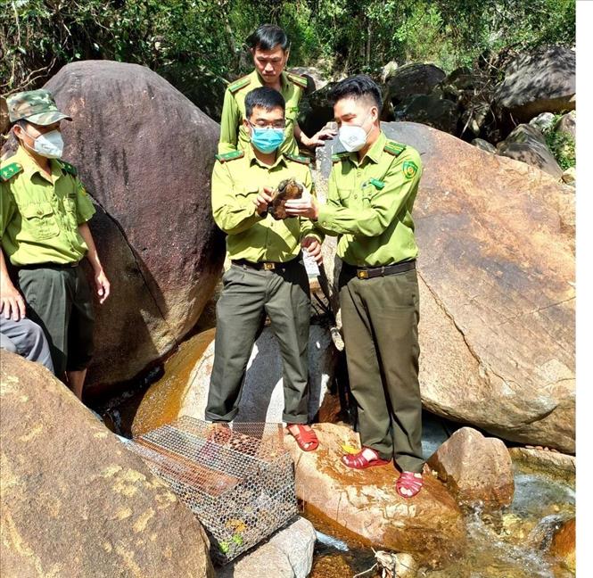 Quảng Ngãi: Thả rùa Sa Nhân quý hiếm về tự nhiên