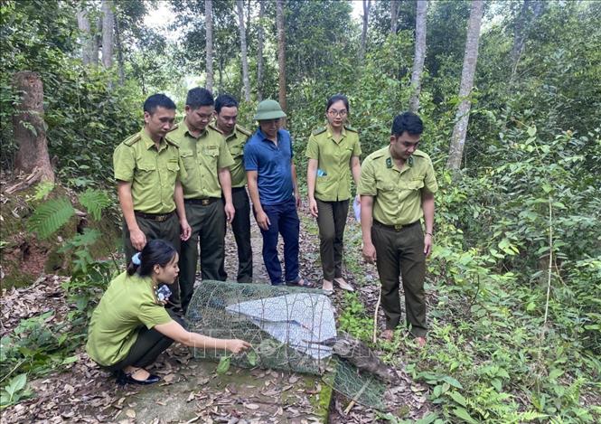 Điện Biên: Thả 4 cá thể Don về Khu dự trữ thiên nhiên Mường Nhé