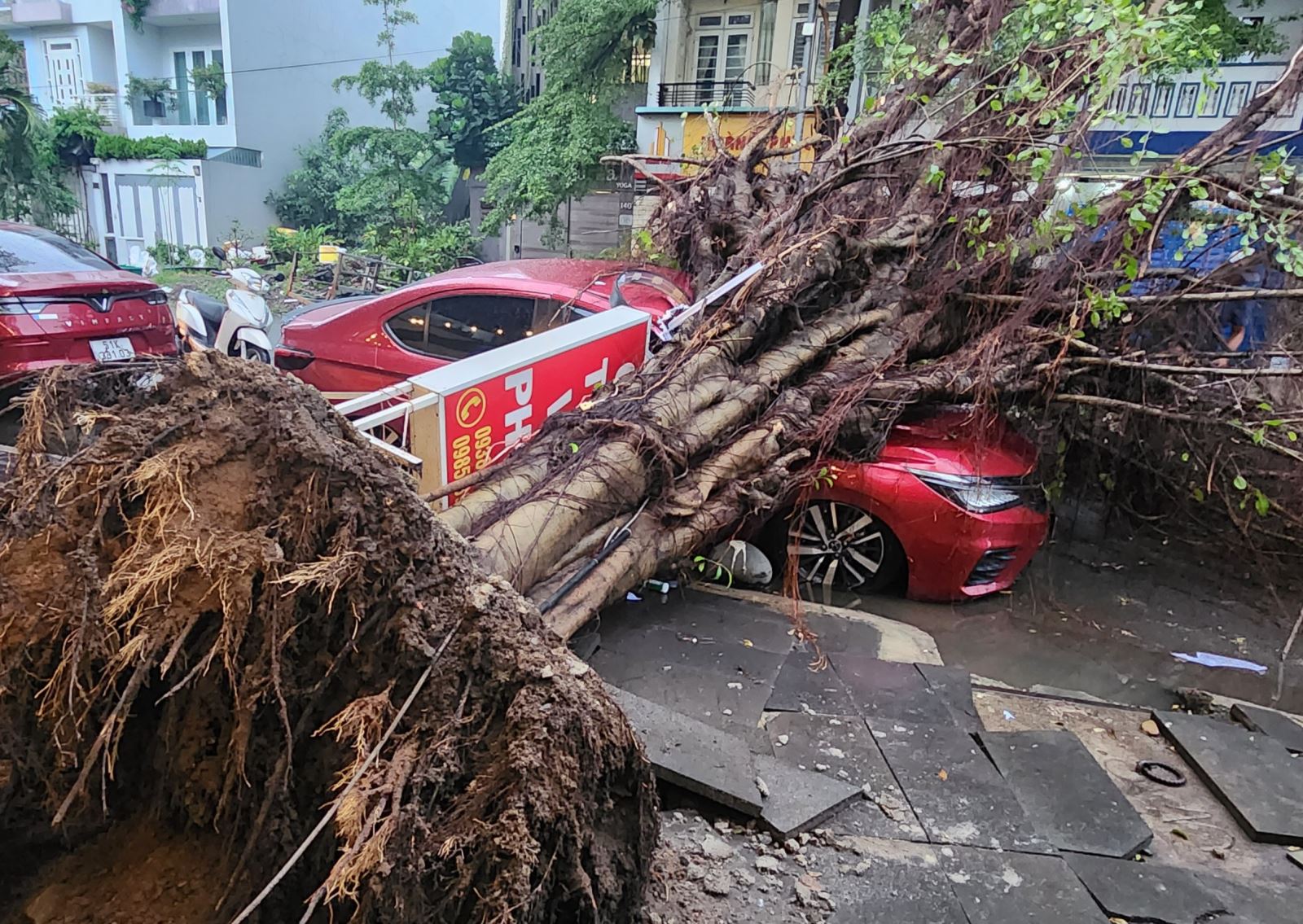 TP Hồ Chí Minh: Dông lốc làm 2 cây si liên tiếp bật gốc đè ô tô và xe máy 