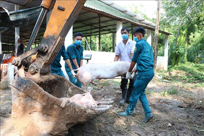 Các địa phương ứng phó với dịch tả lợn châu Phi lây lan nhanh