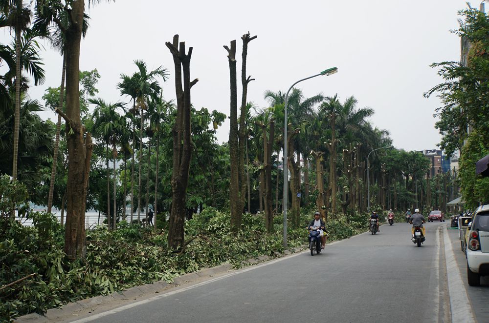 Trồng hoa sữa ở bãi rác Nam Sơn không có hiệu quả ngăn mùi