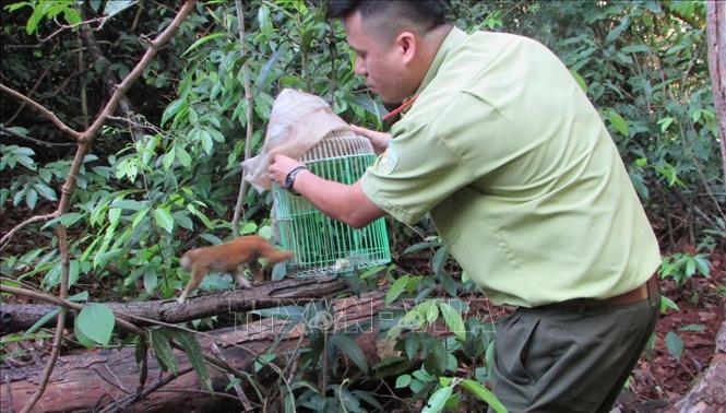 Tăng cường quản lý, thực thi pháp luật bảo vệ động vật hoang dã