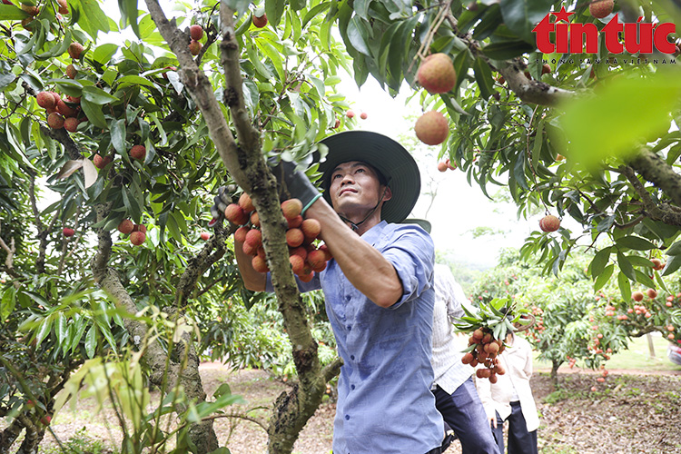 Tưng bừng cuộc thi hái và bó vải thôn xã của huyện Lục Ngạn