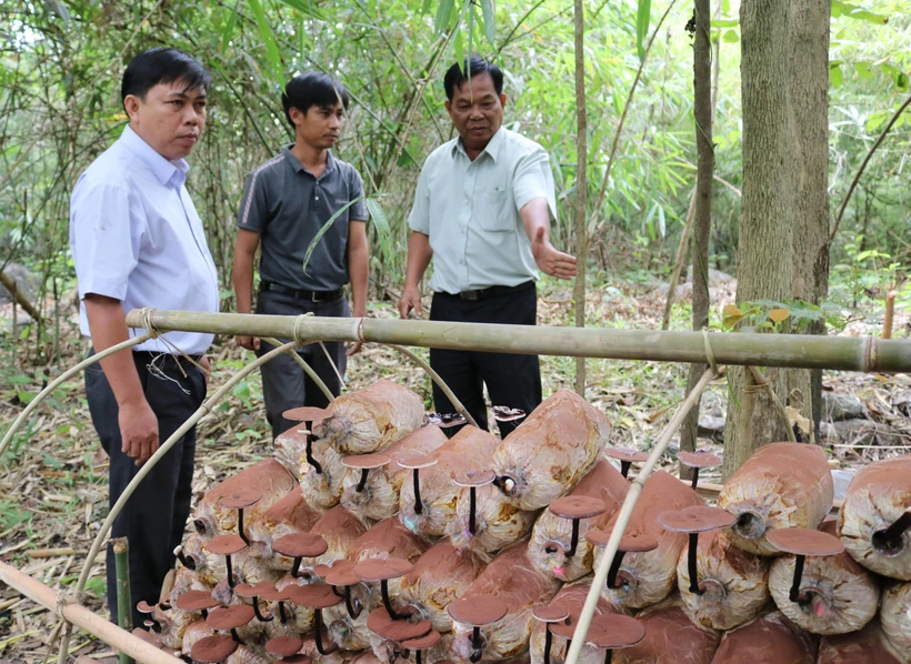 Bảo tồn, nhân rộng nguồn gen nấm Linh chi Vườn Quốc gia Phước Bình | Vietnam+ (VietnamPlus)