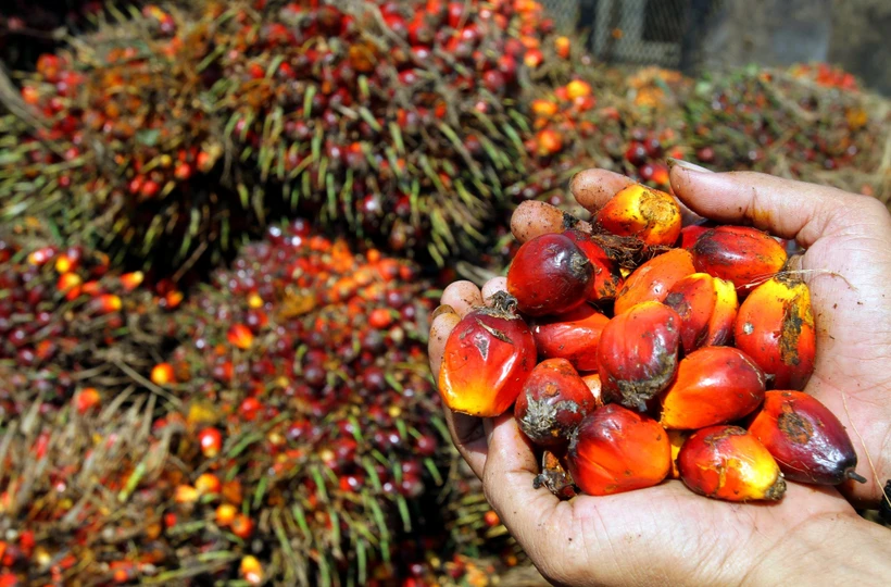 FAO: Giá lương thực thế giới giảm lần đầu tiên trong 12 tháng | Vietnam+ (VietnamPlus)