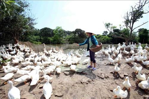 Liên kết sản xuất và tiêu thụ sản phẩm gia cầm ở Đồng Tháp | Báo ảnh Dân tộc và Miền núi