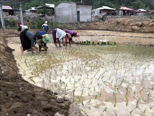 Mường La khôi phục sản xuất trên vùng lũ Nậm Păm | Báo ảnh Dân tộc và Miền núi