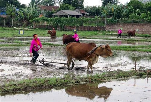 Thái Nguyên rộn ràng lễ hội xuống đồng đầu Xuân | Báo ảnh Dân tộc và Miền núi