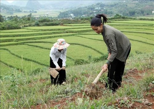 Than Uyên phát triển cây chè | Báo ảnh Dân tộc và Miền núi