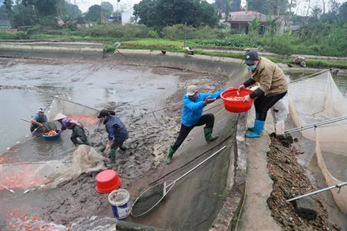 Làng cá chép đỏ Thủy Trầm sẵn sàng cho ngày tiễn Táo quân về trời | Báo ảnh Dân tộc và Miền núi