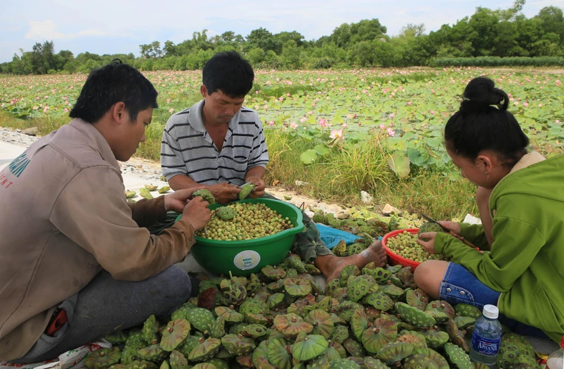 Sen bị chết hàng loạt ở Thừa Thiên-Huế, thiệt hại hàng tỷ đồng | Vietnam+ (VietnamPlus)