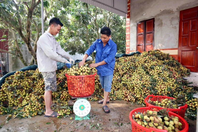 Vải lai trứng Phù Cừ được mùa, được giá, mang lại nguồn thu lớn | Vietnam+ (VietnamPlus)