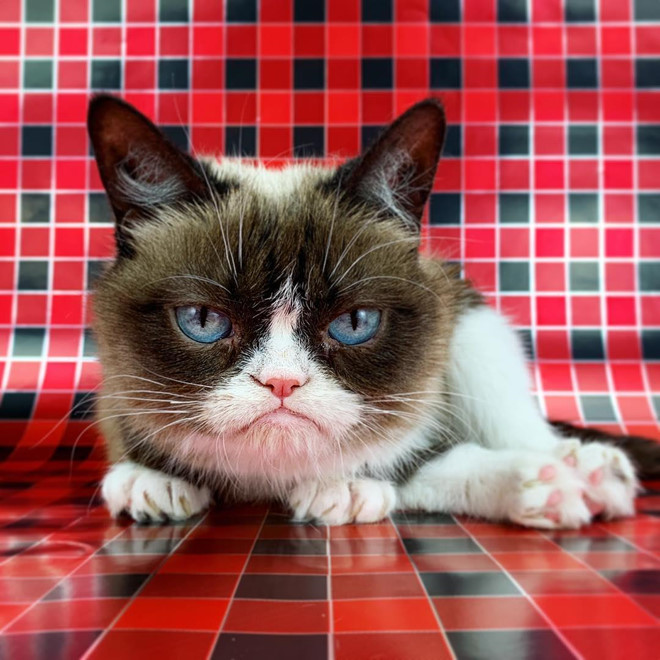 Chú mèo cau có trong meme nổi tiếng 'Grumpy Cat' đã qua đời