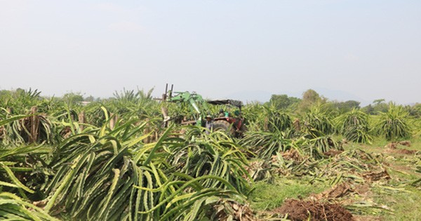 Nông dân 'cắn răng' chặt bỏ thanh long