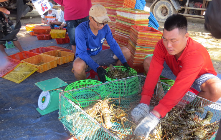 Giá thất thường, người nuôi đổ xô bán tôm hùm “cắt lỗ”