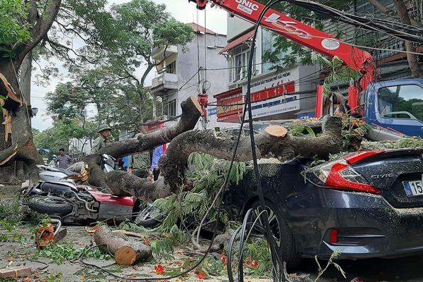 Cành phượng cổ thụ gãy đè bẹp rúm loạt ô tô, xe máy